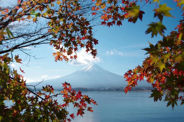 yellow and green leaves tree near body of water and mount fuji